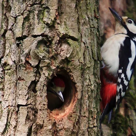 Szálloda Lh Il Picchio